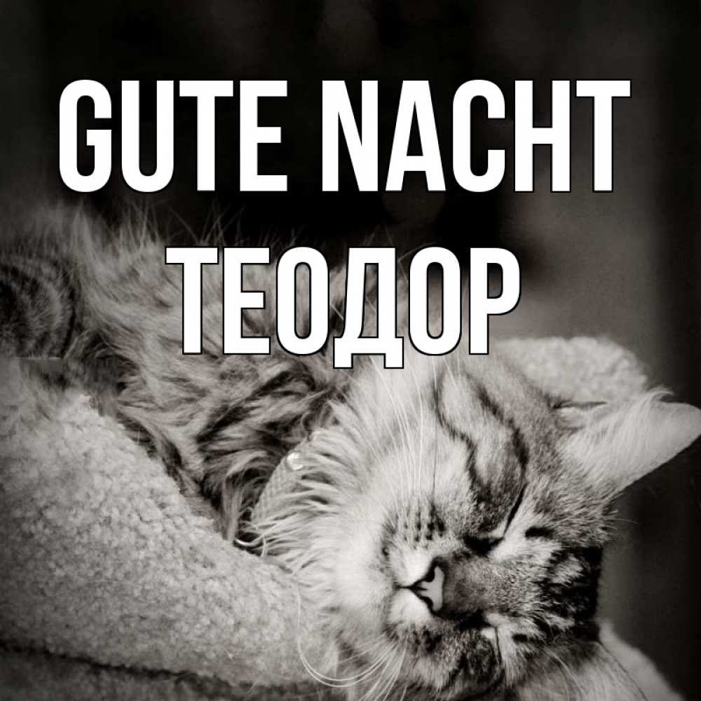 Открытка на каждый день с именем, Теодор Gute Nacht котярик пушистый Прикольная открытка с пожеланием онлайн скачать бесплатно 