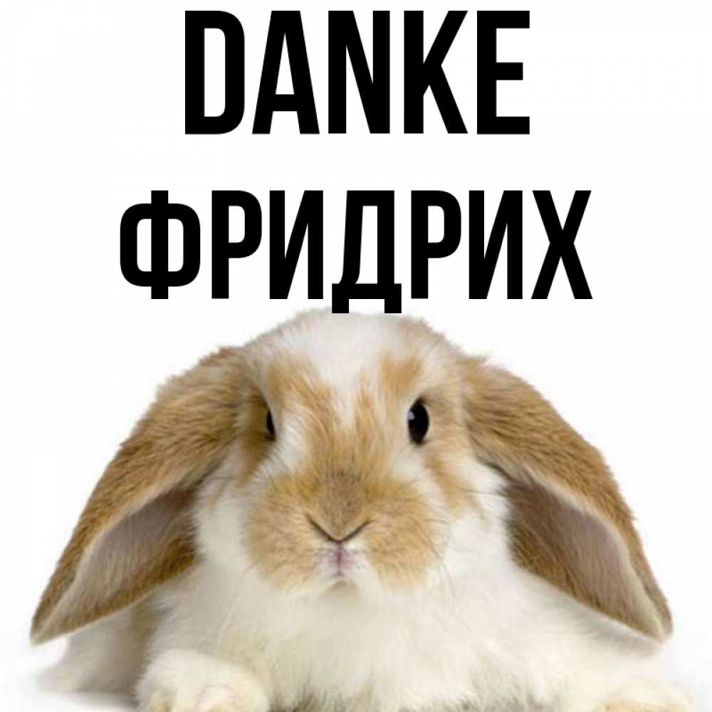 Открытка на каждый день с именем, Фридрих Danke коричнево белый заяц Прикольная открытка с пожеланием онлайн скачать бесплатно 