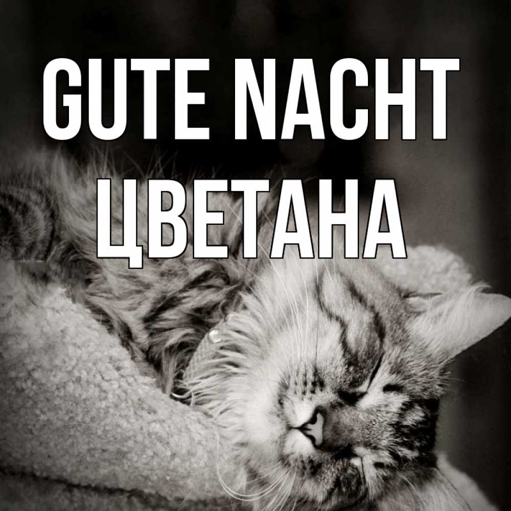 Открытка на каждый день с именем, Цветана Gute Nacht котярик пушистый Прикольная открытка с пожеланием онлайн скачать бесплатно 