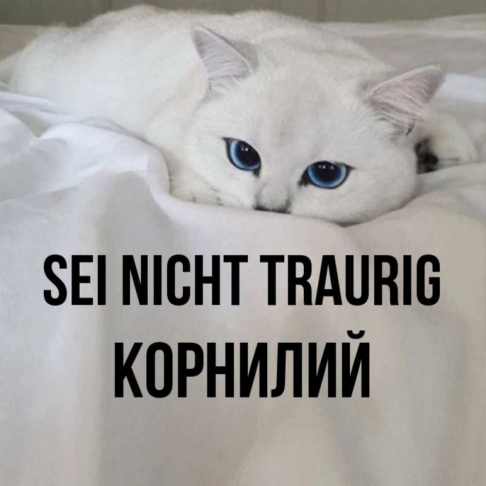 Открытка на каждый день с именем, Корнилий Sei nicht traurig Голубоглазая кошка Прикольная открытка с пожеланием онлайн скачать бесплатно 