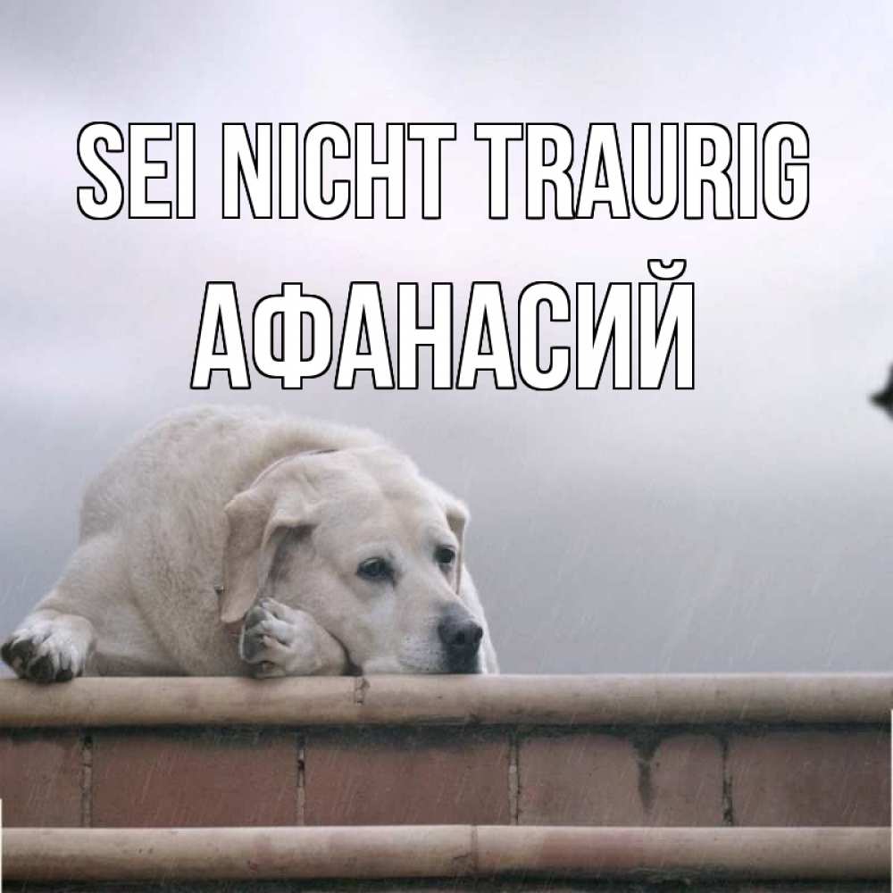 Открытка на каждый день с именем, Афанасий Sei nicht traurig белый пес 1 Прикольная открытка с пожеланием онлайн скачать бесплатно 