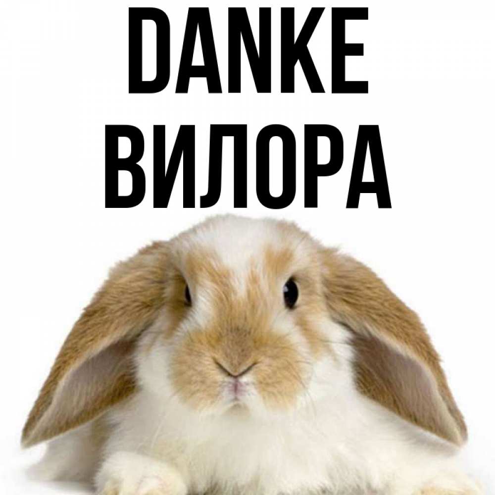 Открытка на каждый день с именем, Вилора Danke коричнево белый заяц Прикольная открытка с пожеланием онлайн скачать бесплатно 