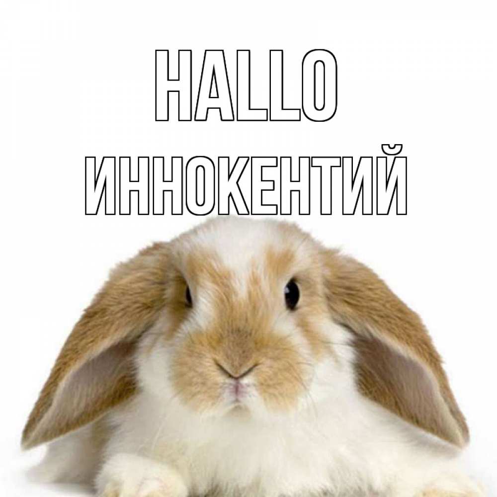 Открытка на каждый день с именем, Иннокентий Hallo с животными Прикольная открытка с пожеланием онлайн скачать бесплатно 