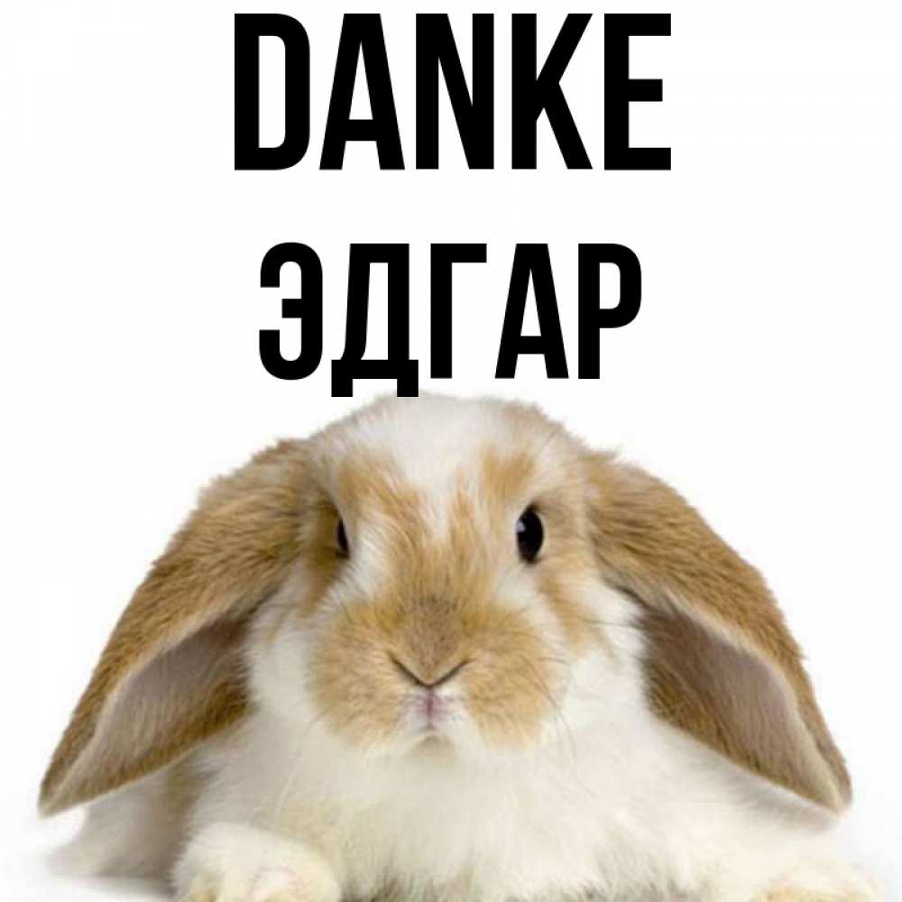 Открытка на каждый день с именем, Эдгар Danke коричнево белый заяц Прикольная открытка с пожеланием онлайн скачать бесплатно 