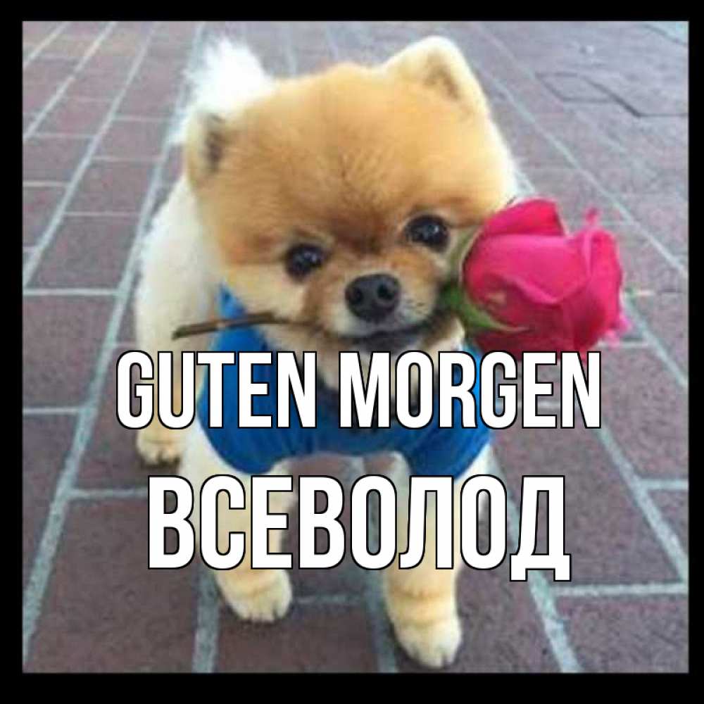 Открытка на каждый день с именем, Всеволод Guten Morgen роза в зубах Прикольная открытка с пожеланием онлайн скачать бесплатно 