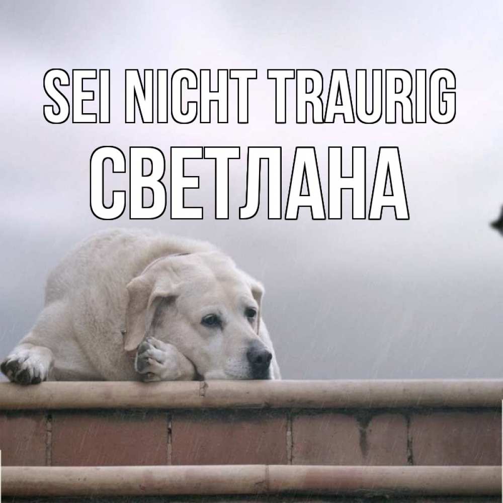Открытка на каждый день с именем, Светлана Sei nicht traurig белый пес 1 Прикольная открытка с пожеланием онлайн скачать бесплатно 