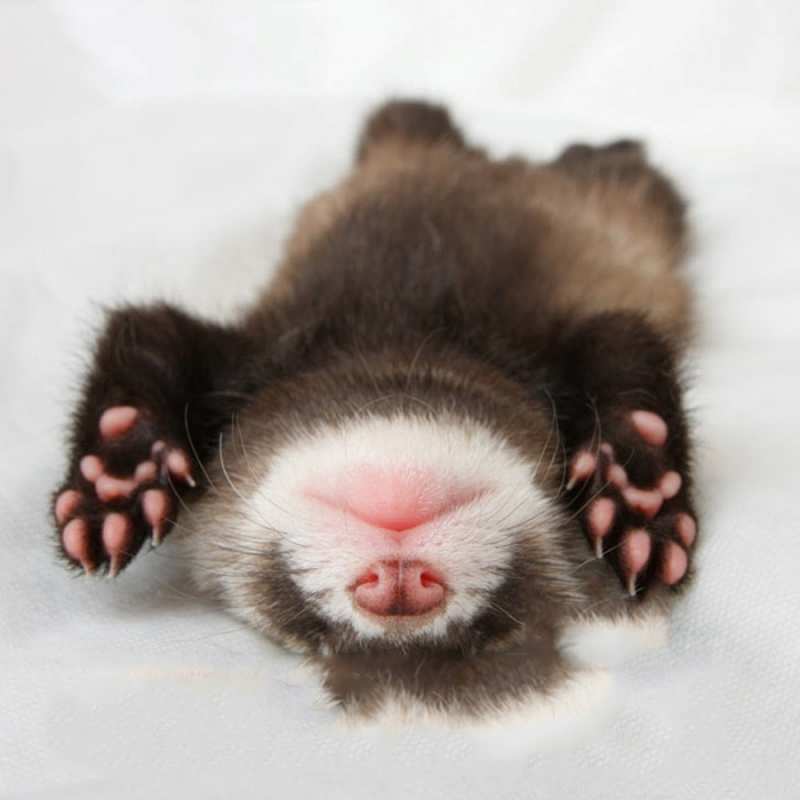 Открытка отдыхающий детеныш  зверек  Gute Nacht 