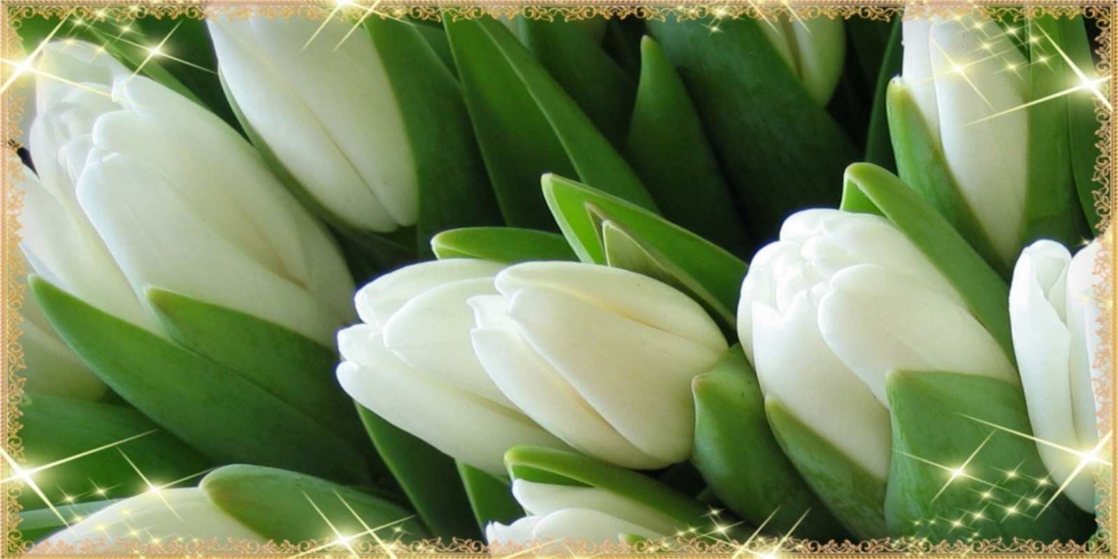 Открытка белые тюльпаны для любимых женщин поздравляем с 8 марта Am 8. März 