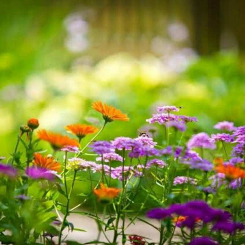 Открытка весенняя поляна  цветы  Am 8. März 