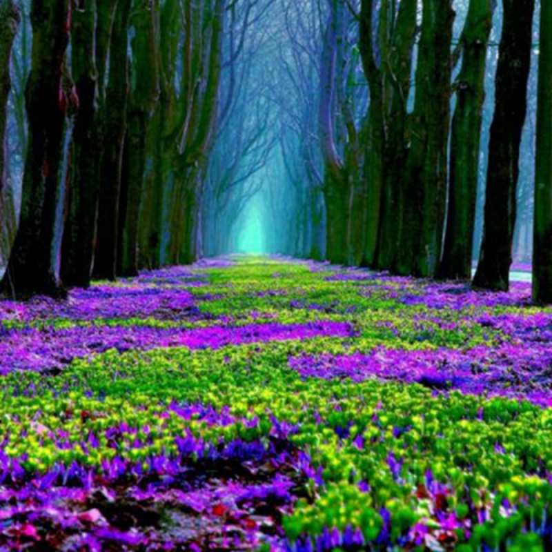 Открытка красивые цветы 1 фиолетовые цветы в лесу 1 Am 8. März 