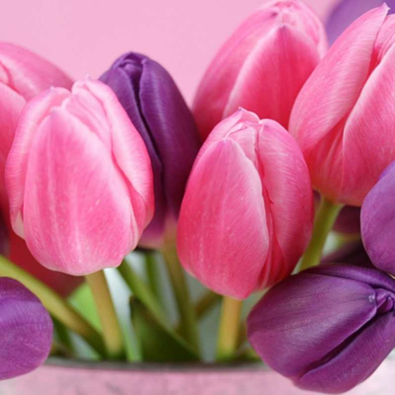 Открытка с тюльпанами 1 маме 1 Am 8. März 