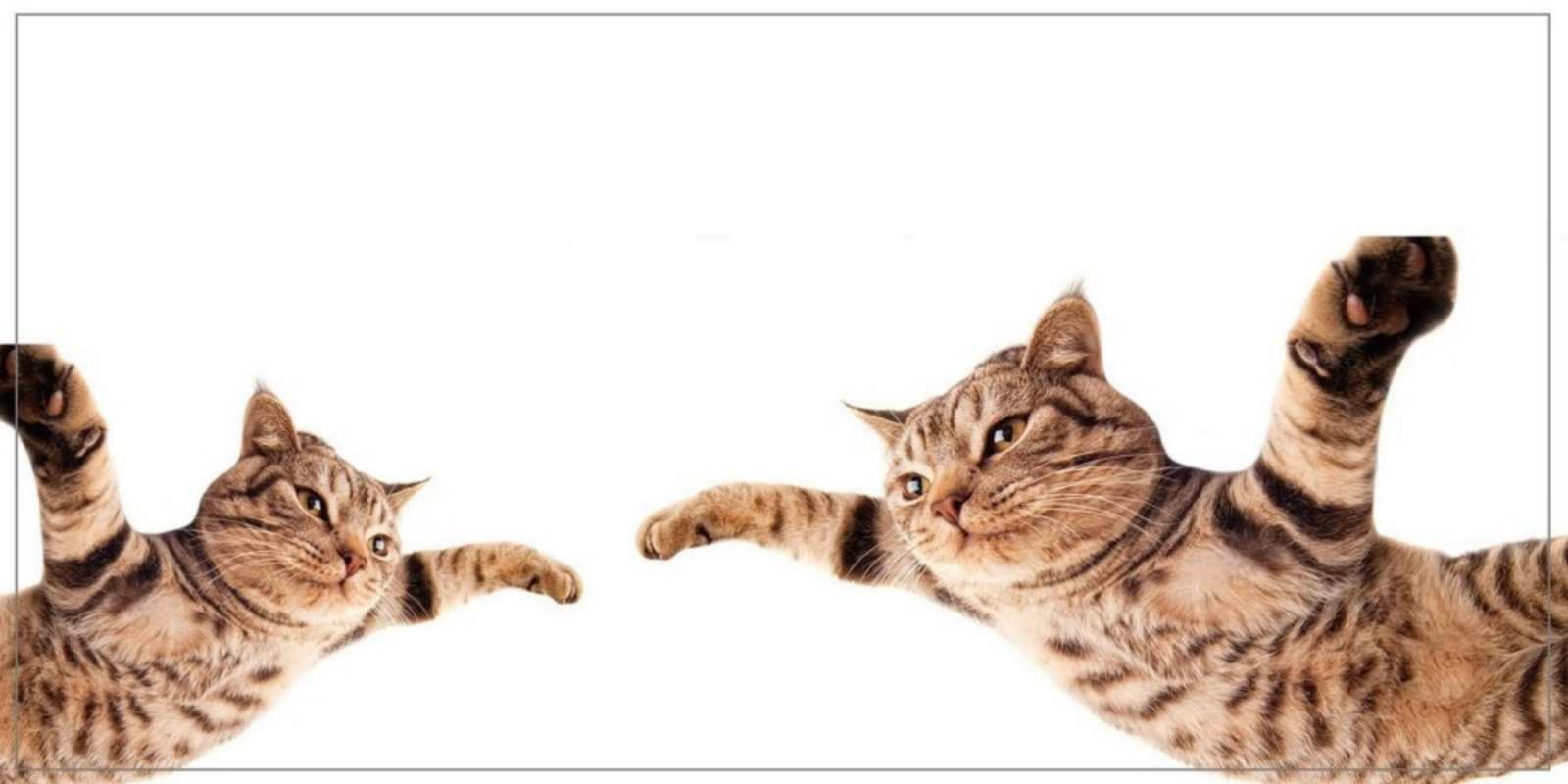 Открытка открытка с приветом с летающими котами кот Hallo 