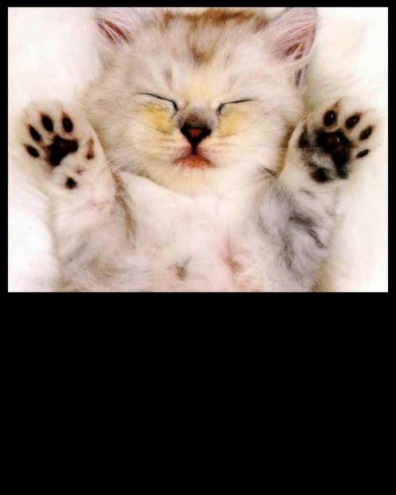 Открытка кот с лапками маленький котенок Danke 