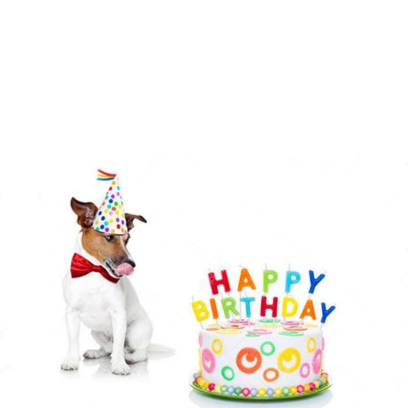 Открытка собака хочет скушать торт  праздник  Mit Jubiläum 