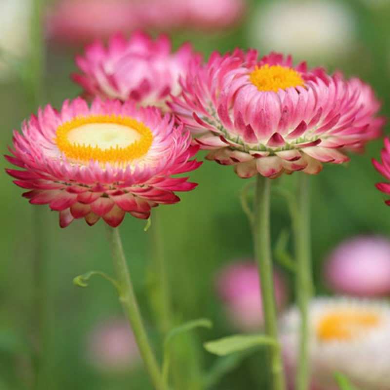 Открытка Цветы подарок на международный женский день  Am 8. März 