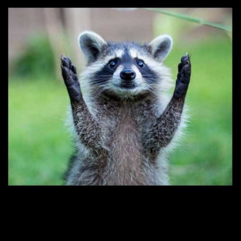 Открытка енот говорит спасибо милые животные Danke 