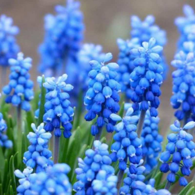 Открытка синие цветы  Поздравительная открытка для женщин с цветами на праздничную дату  Am 8. März 