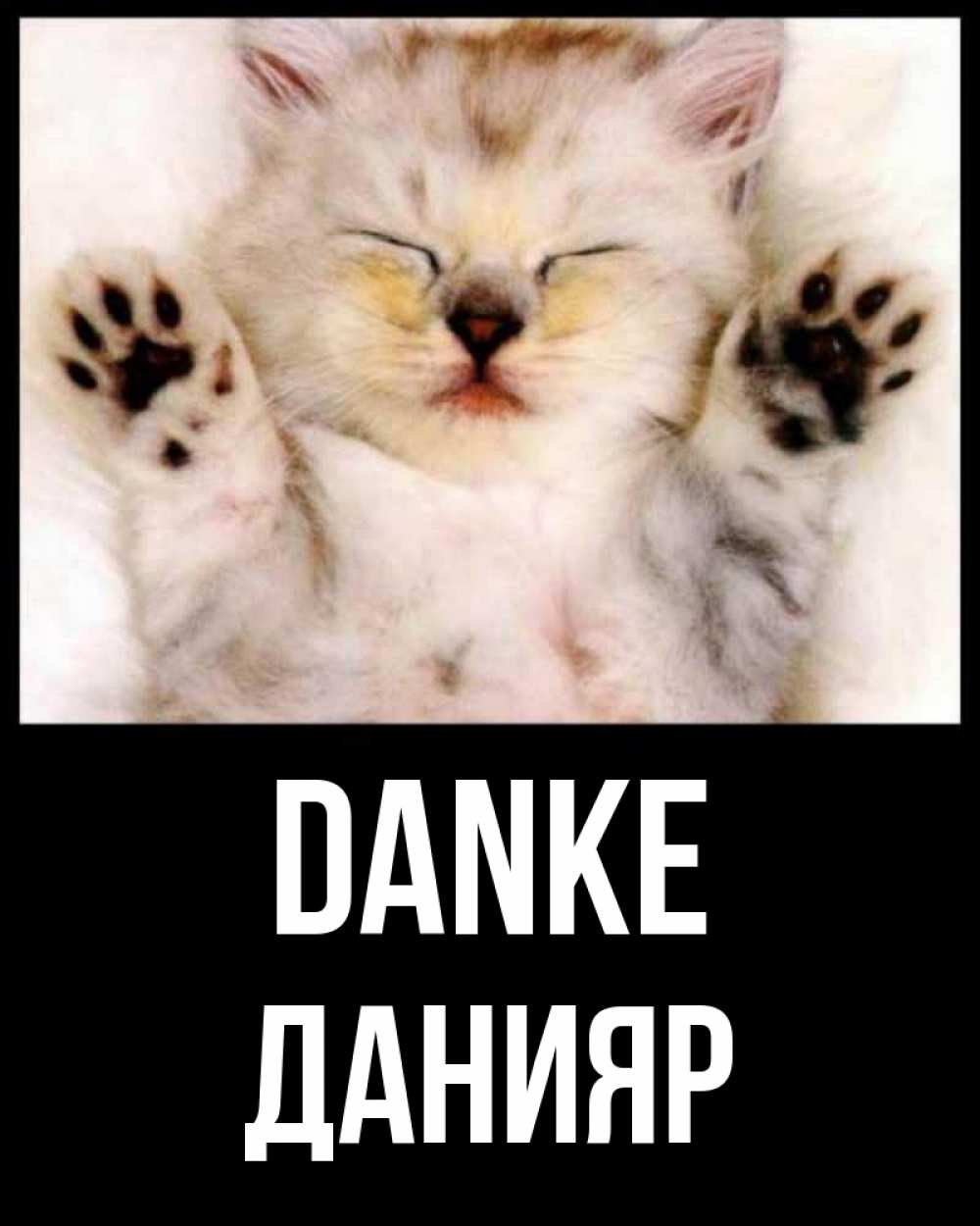 Открытка на каждый день с именем, Данияр Danke маленький котенок Прикольная открытка с пожеланием онлайн скачать бесплатно 