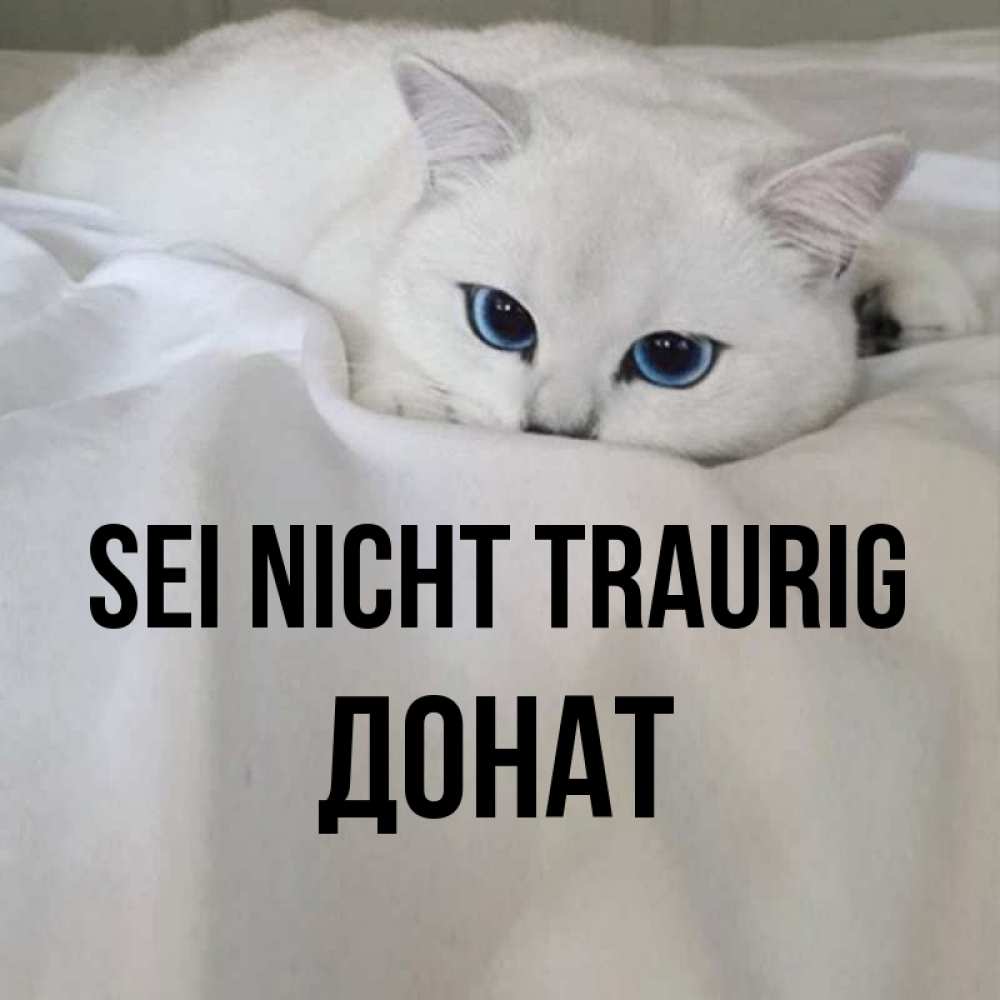 Открытка на каждый день с именем, Донат Sei nicht traurig Голубоглазая кошка Прикольная открытка с пожеланием онлайн скачать бесплатно 