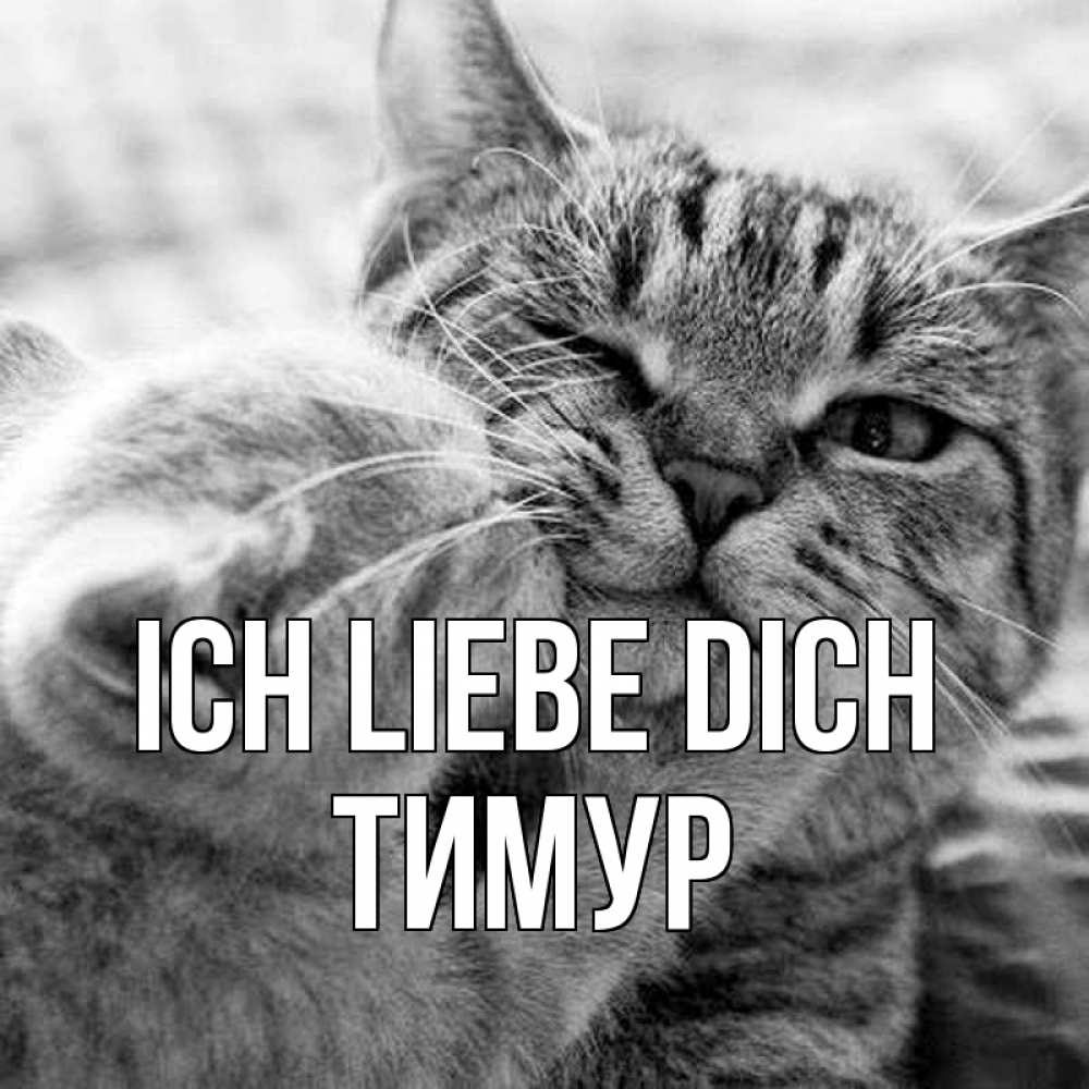 Открытка на каждый день с именем, Тимур Ich liebe dich коты Прикольная открытка с пожеланием онлайн скачать бесплатно 