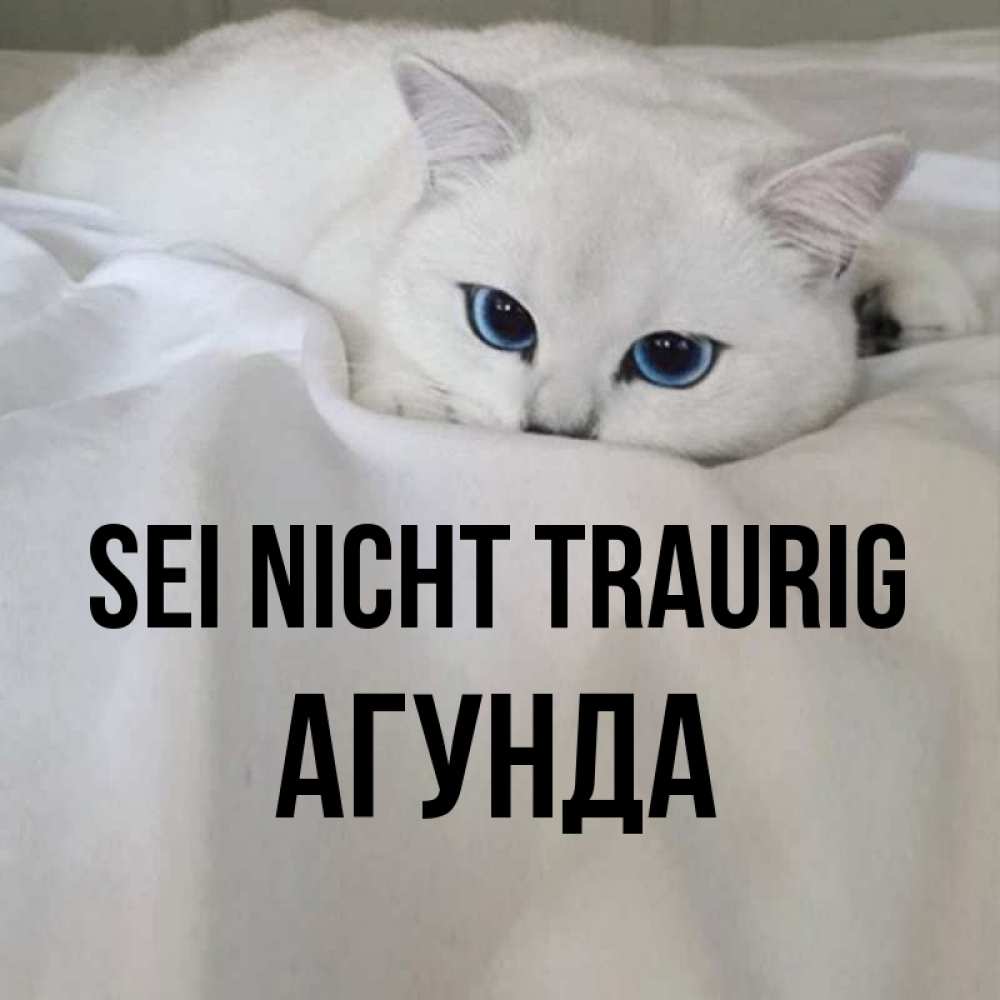 Открытка на каждый день с именем, Агунда Sei nicht traurig Голубоглазая кошка Прикольная открытка с пожеланием онлайн скачать бесплатно 