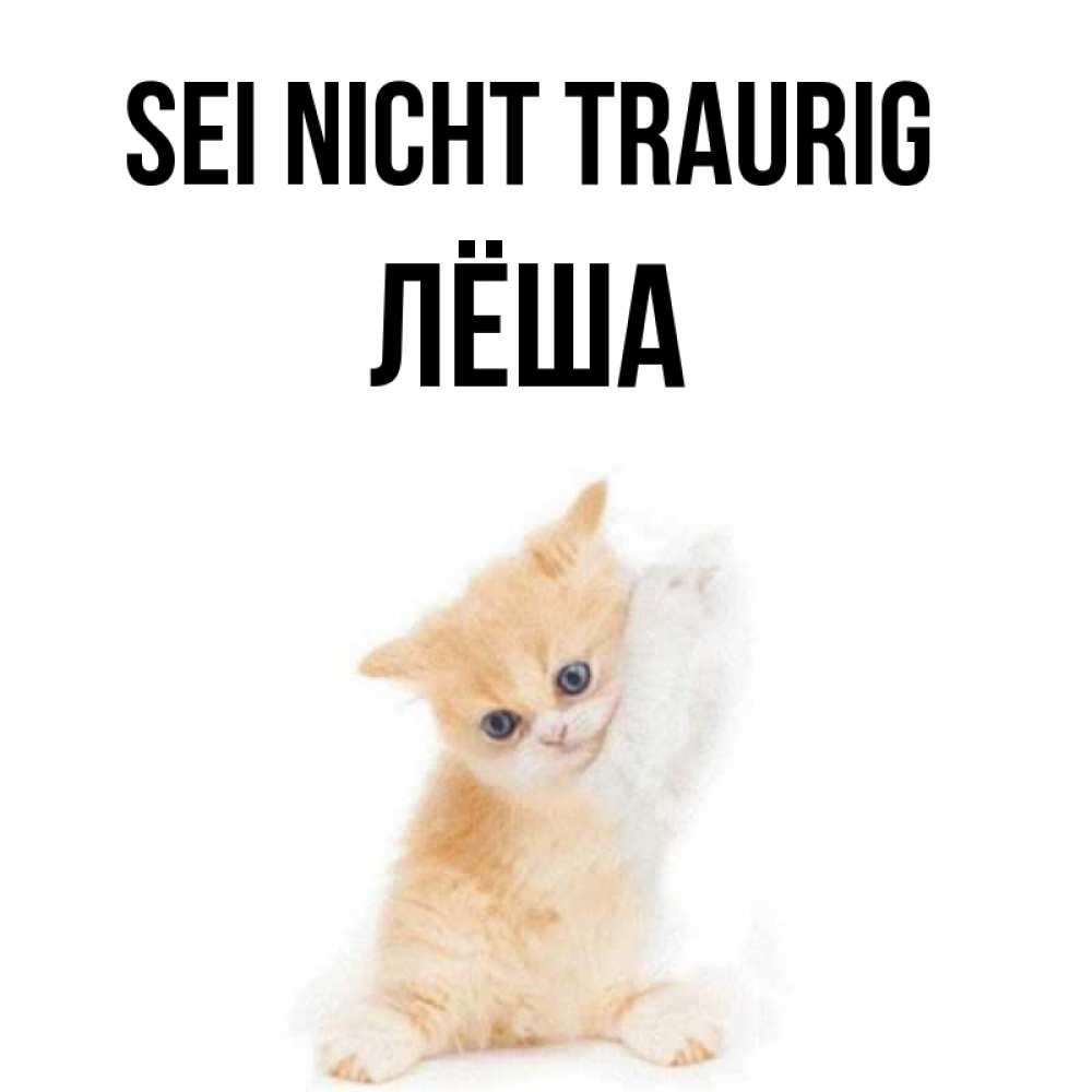 Открытка на каждый день с именем, Лёша Sei nicht traurig просящий кот Прикольная открытка с пожеланием онлайн скачать бесплатно 