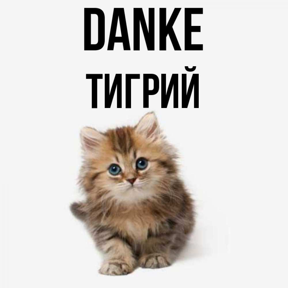 Открытка на каждый день с именем, Тигрий Danke пушистый котик Прикольная открытка с пожеланием онлайн скачать бесплатно 