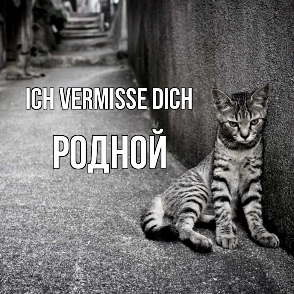 Открытка на каждый день с именем, Родной Ich vermisse dich одиноко котику Прикольная открытка с пожеланием онлайн скачать бесплатно 