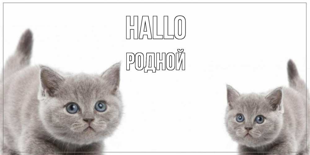 Открытка на каждый день с именем, Родной Hallo коты Прикольная открытка с пожеланием онлайн скачать бесплатно 