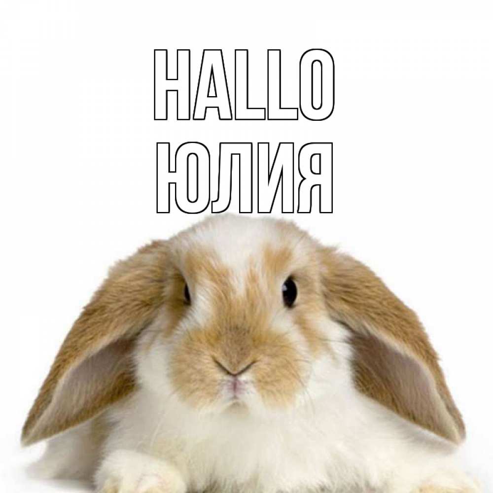 Открытка на каждый день с именем, Юлия Hallo с животными Прикольная открытка с пожеланием онлайн скачать бесплатно 