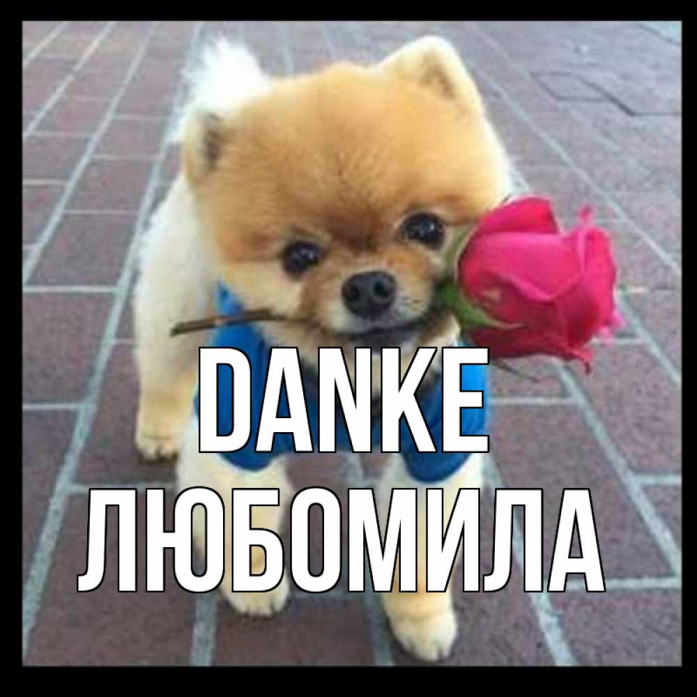 Открытка на каждый день с именем, Любомила Danke спасибо и дарю тебе цветок Прикольная открытка с пожеланием онлайн скачать бесплатно 