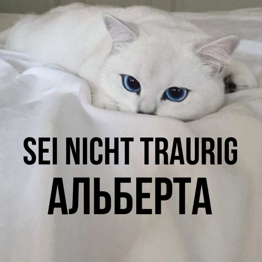 Открытка на каждый день с именем, Альберта Sei nicht traurig Голубоглазая кошка Прикольная открытка с пожеланием онлайн скачать бесплатно 