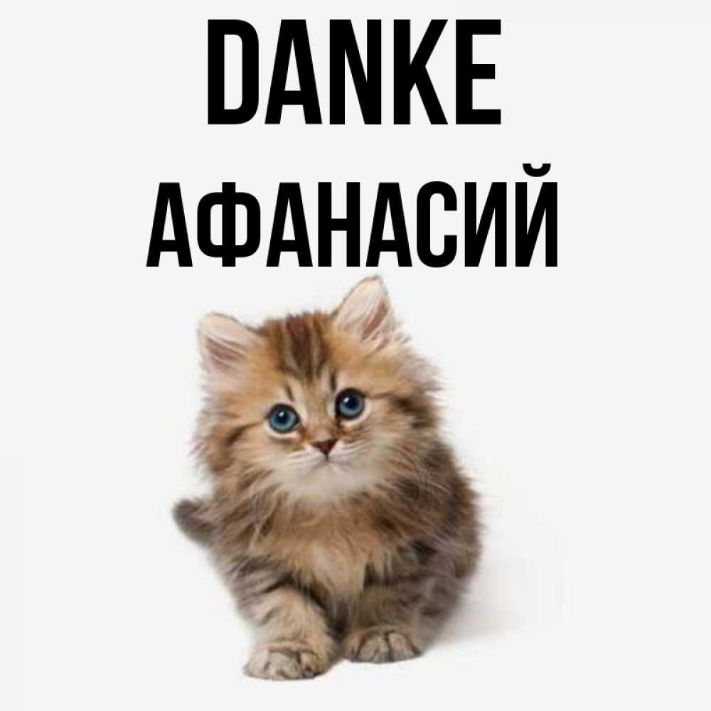 Открытка на каждый день с именем, Афанасий Danke пушистый котик Прикольная открытка с пожеланием онлайн скачать бесплатно 