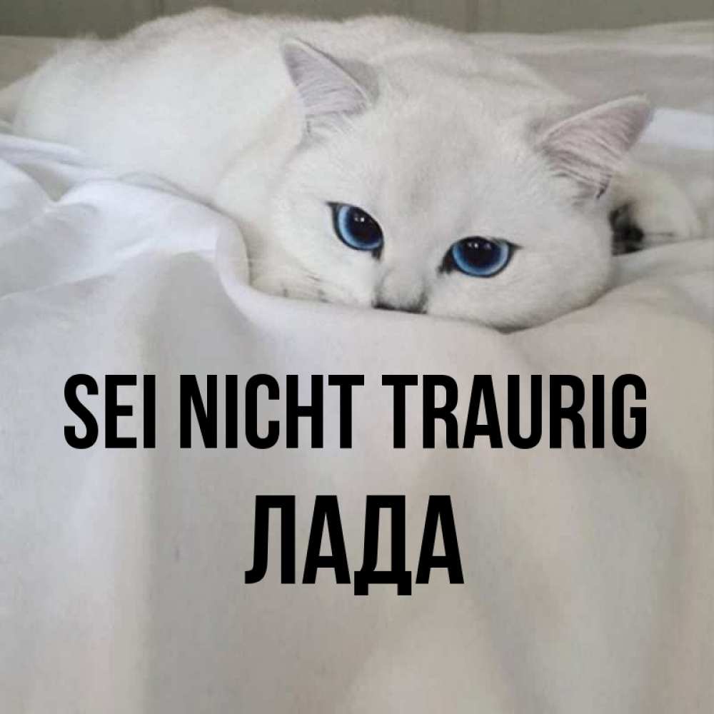 Открытка на каждый день с именем, Лада Sei nicht traurig Голубоглазая кошка Прикольная открытка с пожеланием онлайн скачать бесплатно 
