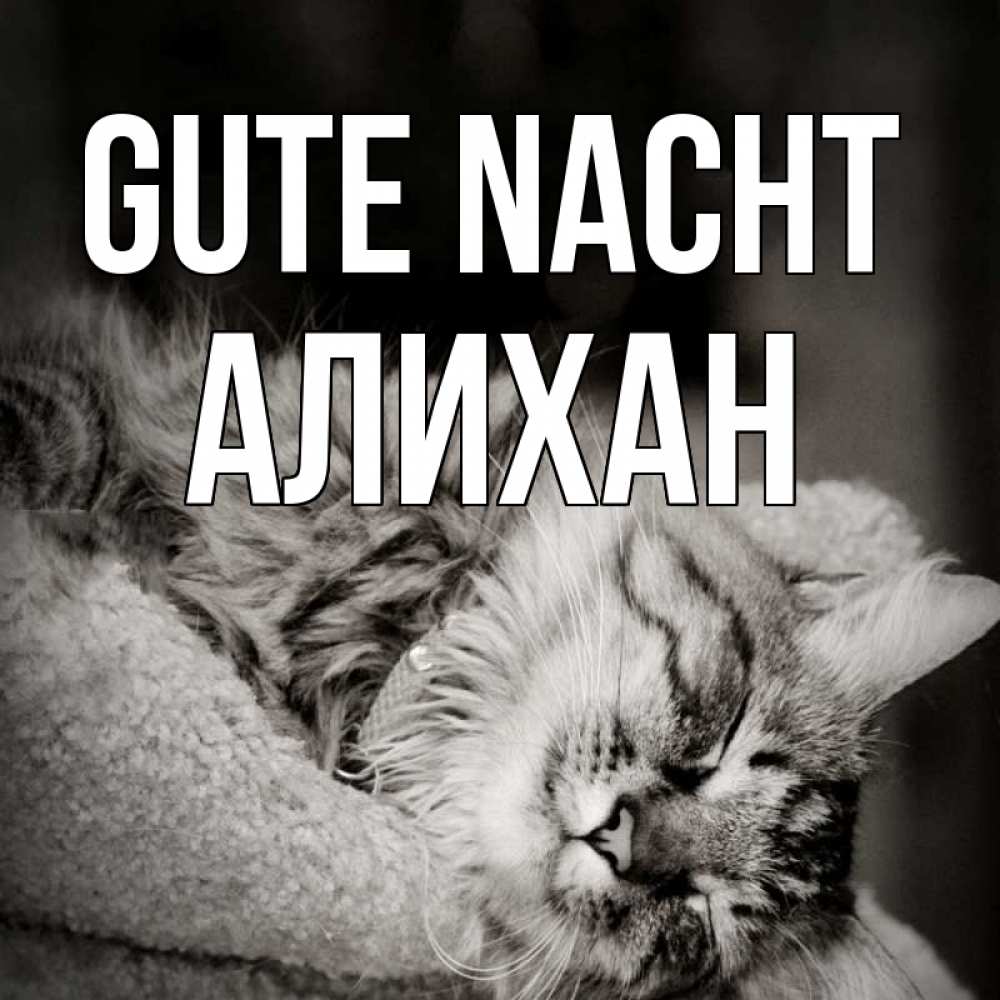 Открытка на каждый день с именем, Алихан Gute Nacht котярик пушистый Прикольная открытка с пожеланием онлайн скачать бесплатно 