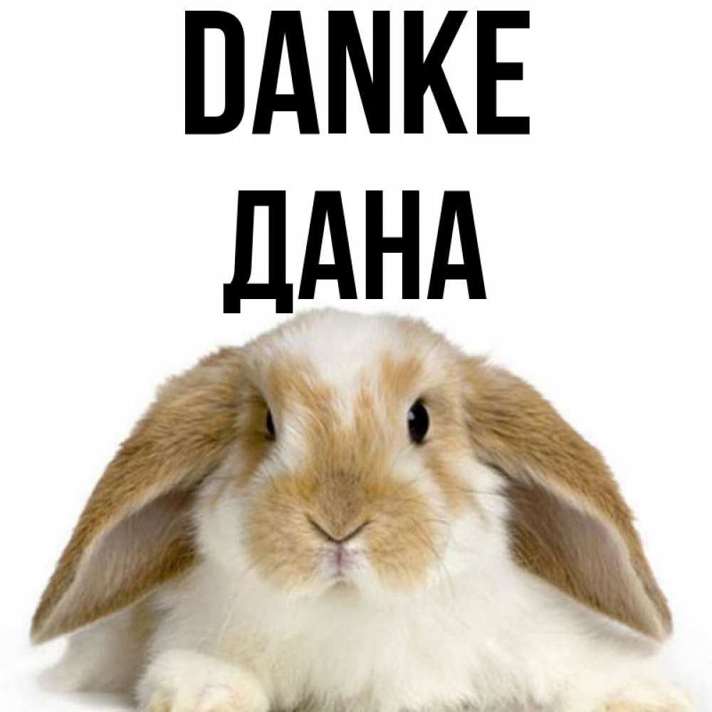Открытка на каждый день с именем, Дана Danke коричнево белый заяц Прикольная открытка с пожеланием онлайн скачать бесплатно 