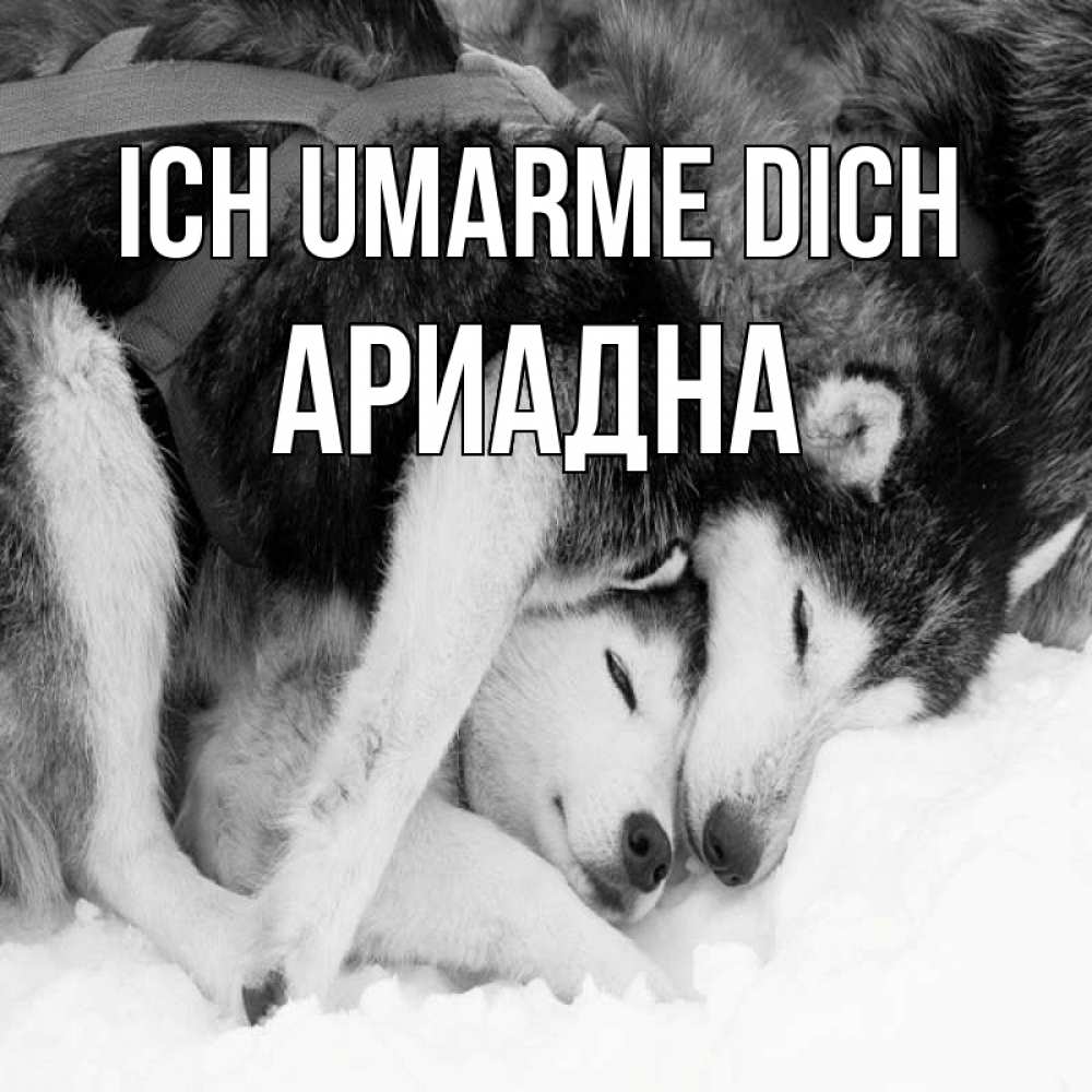 Открытка на каждый день с именем, Ариадна Ich umarme dich собачки в упряжке Прикольная открытка с пожеланием онлайн скачать бесплатно 