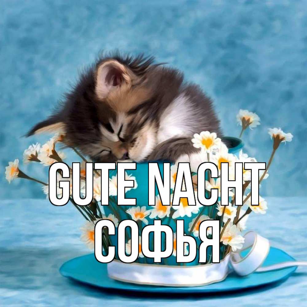 Открытка на каждый день с именем, Софья Gute Nacht котенок спит в кружке с блюдцем Прикольная открытка с пожеланием онлайн скачать бесплатно 