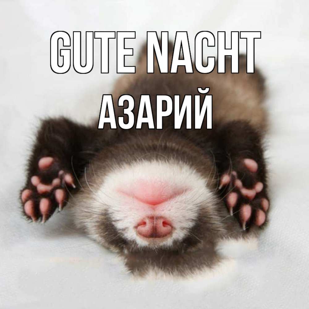 Открытка на каждый день с именем, Азарий Gute Nacht зверек Прикольная открытка с пожеланием онлайн скачать бесплатно 
