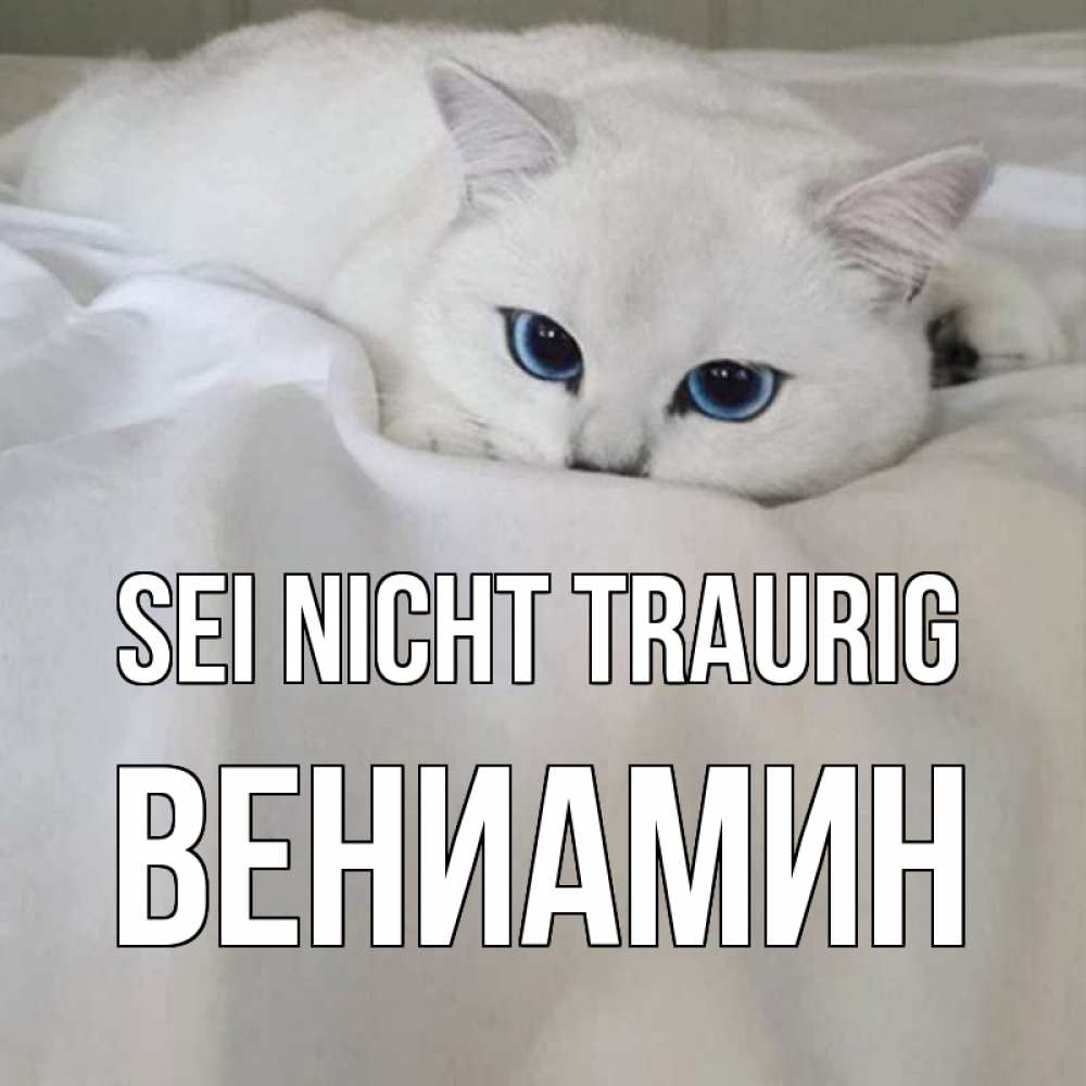 Открытка на каждый день с именем, Вениамин Sei nicht traurig белый кот с голубыми глазами на белоснежной кровати Прикольная открытка с пожеланием онлайн скачать бесплатно 