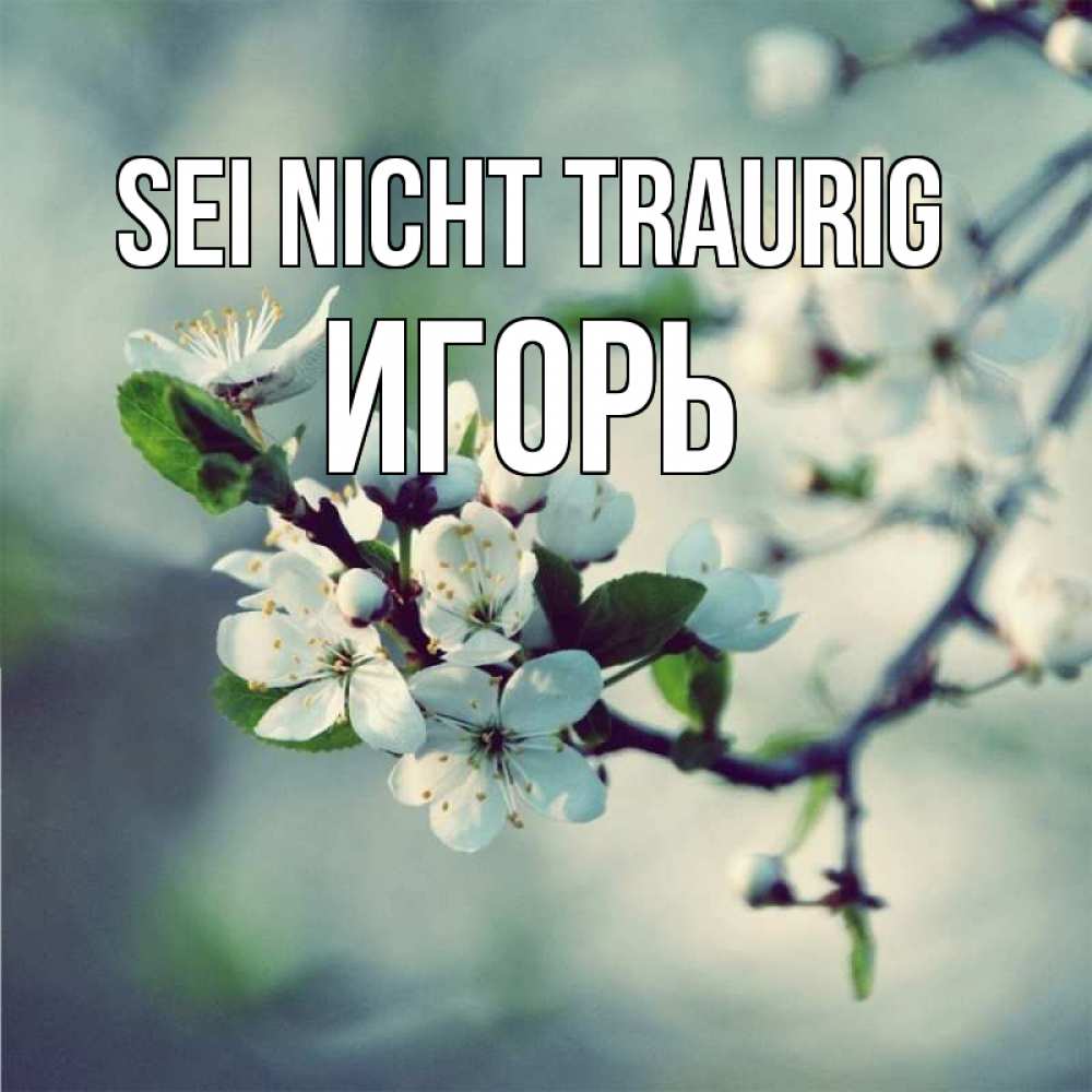 Открытка на каждый день с именем, Игорь Sei nicht traurig яблоня в цвету 1 Прикольная открытка с пожеланием онлайн скачать бесплатно 