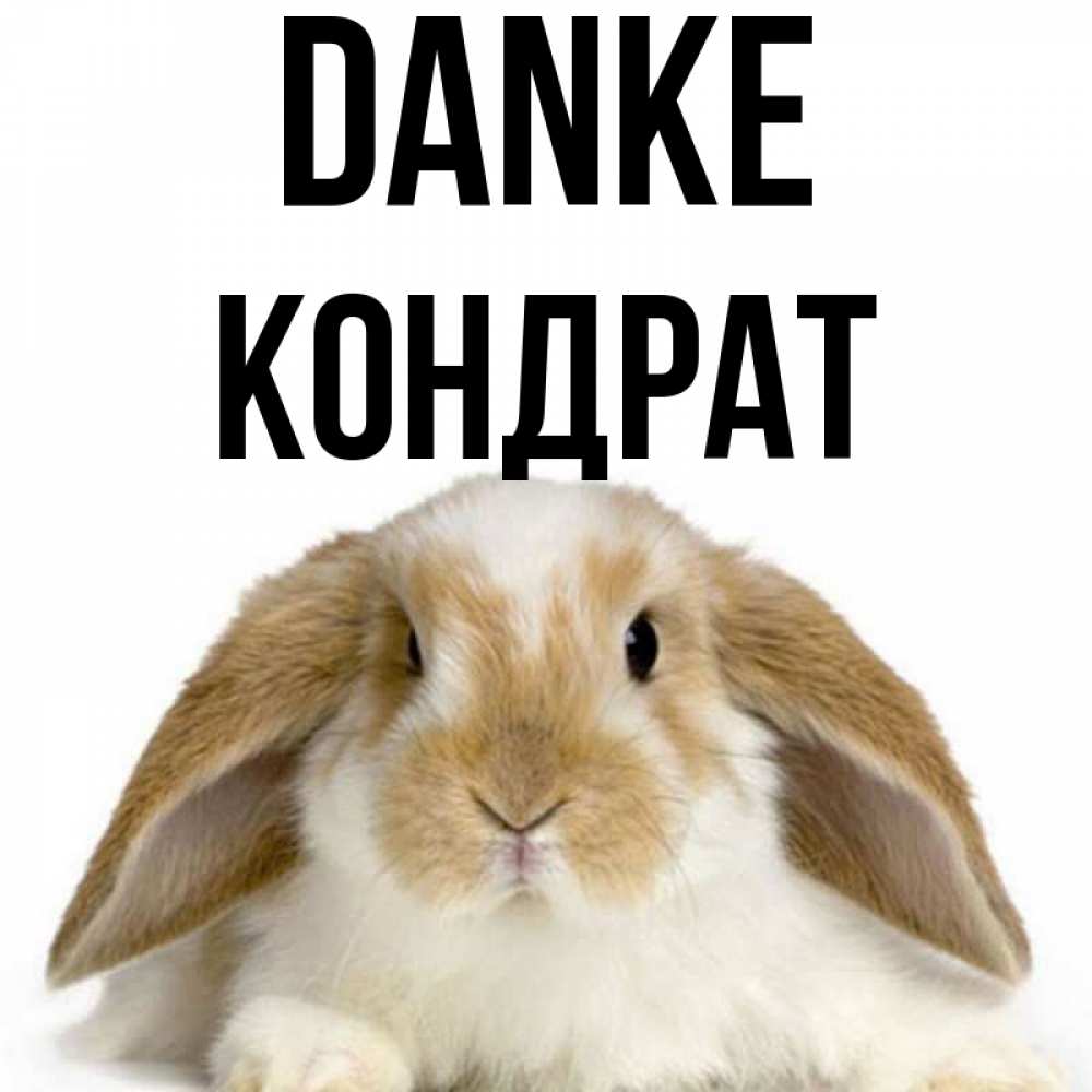 Открытка на каждый день с именем, Кондрат Danke коричнево белый заяц Прикольная открытка с пожеланием онлайн скачать бесплатно 