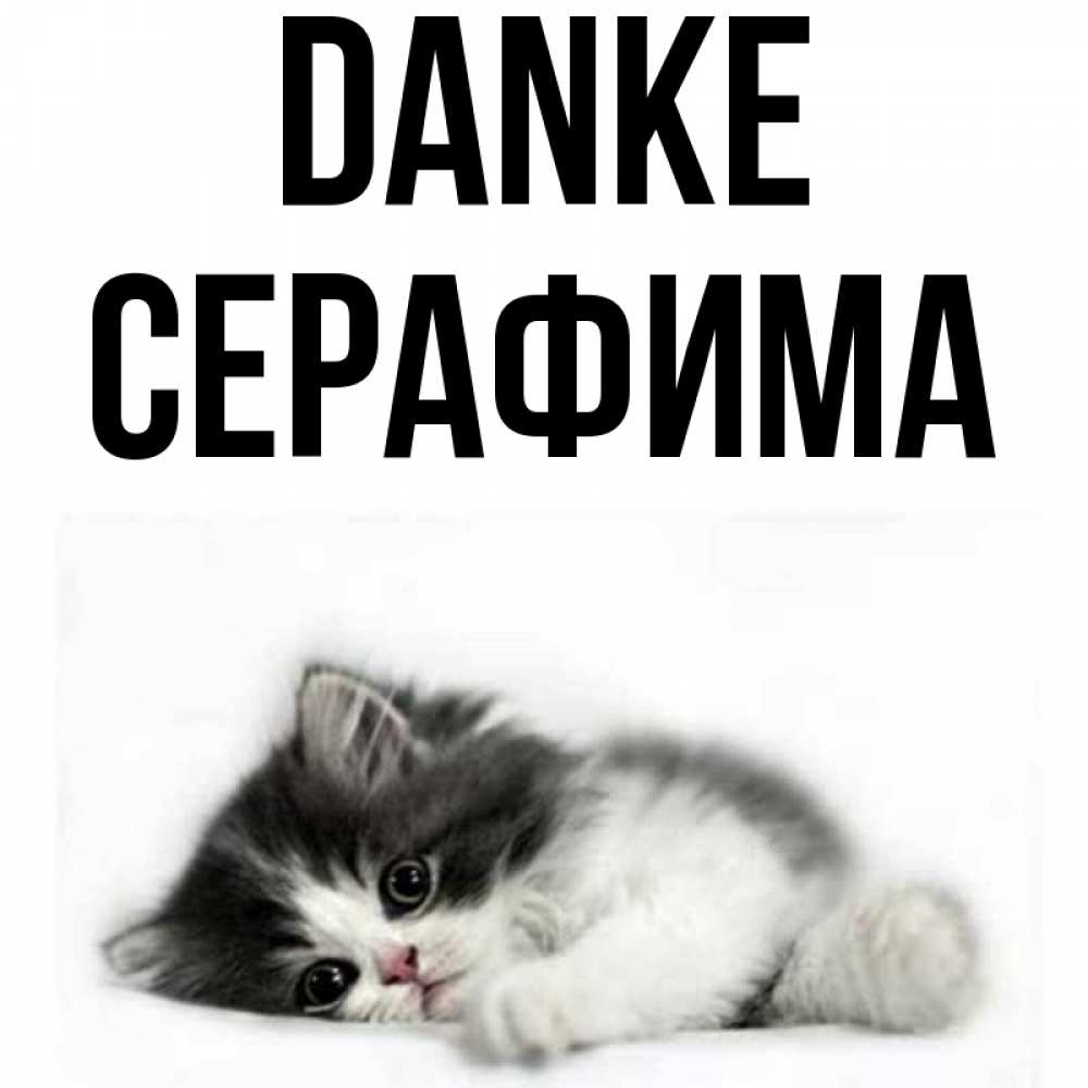 Открытка на каждый день с именем, Серафима Danke черный и белый кот Прикольная открытка с пожеланием онлайн скачать бесплатно 