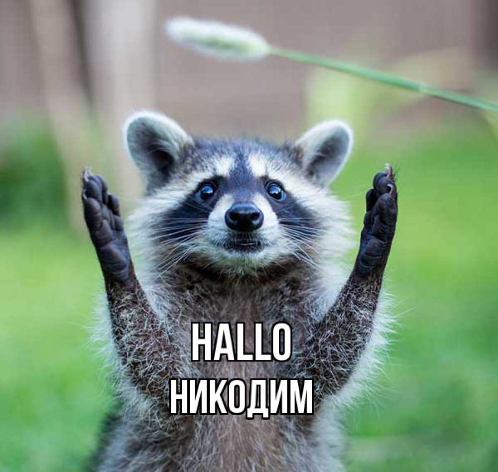 Открытка на каждый день с именем, Никодим Hallo животные Прикольная открытка с пожеланием онлайн скачать бесплатно 