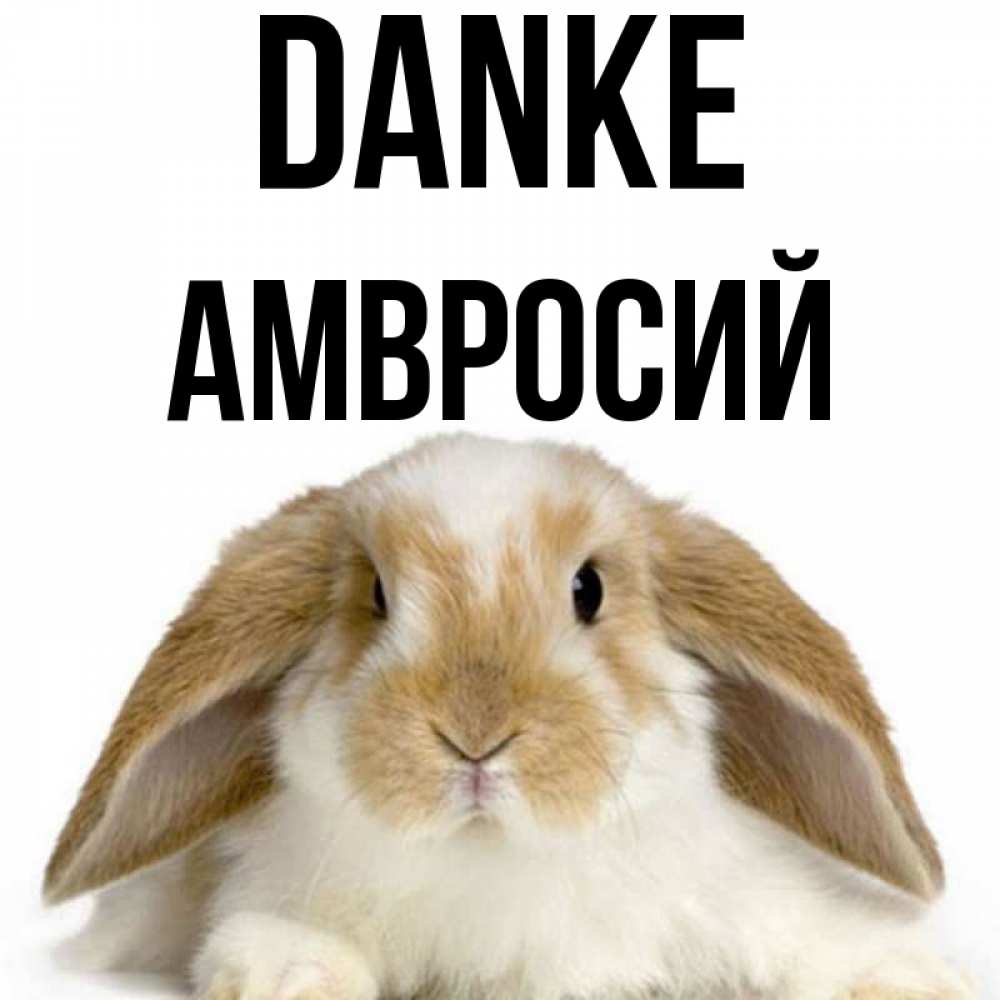 Открытка на каждый день с именем, Амвросий Danke коричнево белый заяц Прикольная открытка с пожеланием онлайн скачать бесплатно 