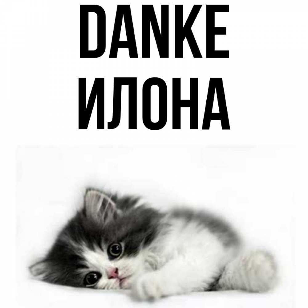 Открытка на каждый день с именем, Илона Danke черный и белый кот Прикольная открытка с пожеланием онлайн скачать бесплатно 