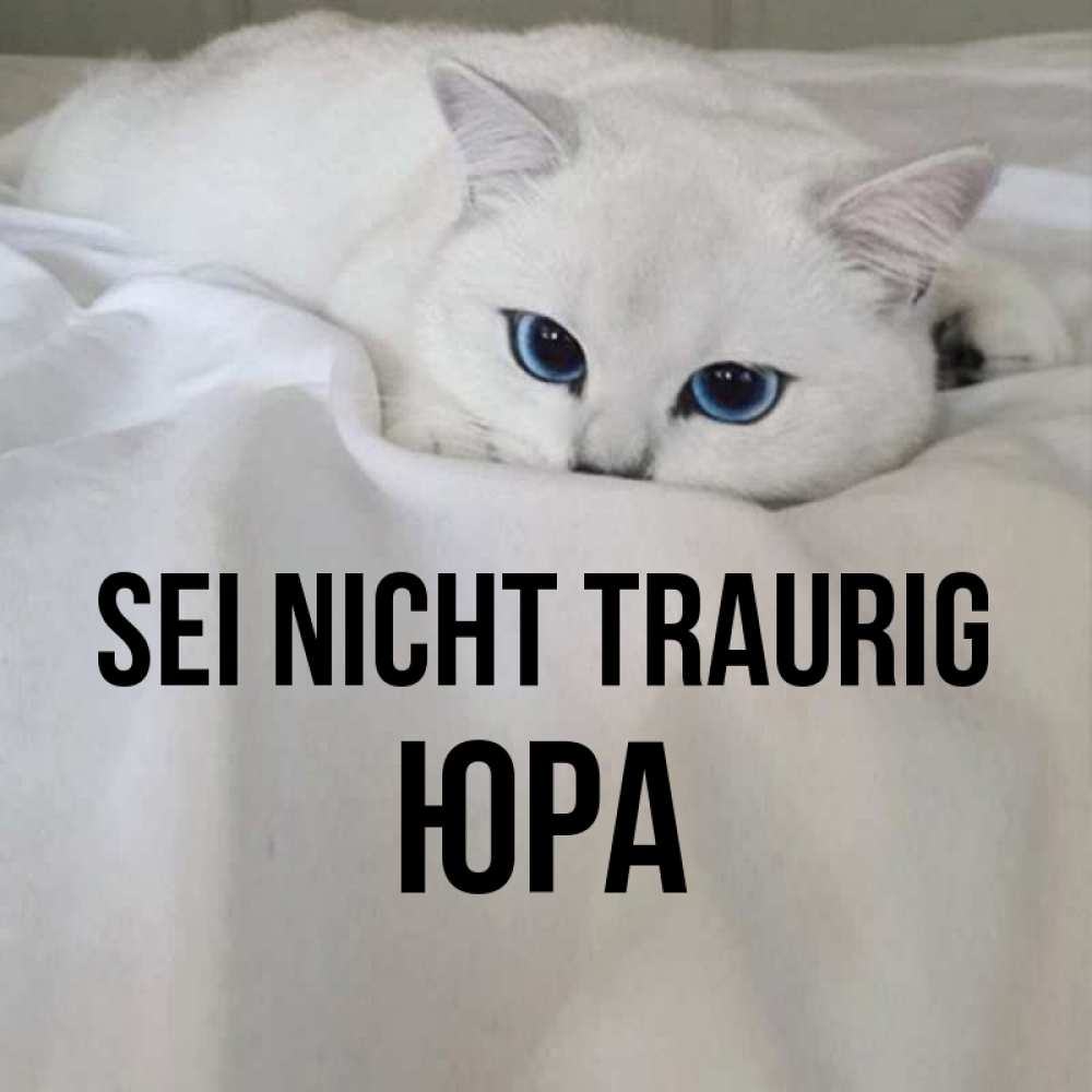 Открытка на каждый день с именем, Юра Sei nicht traurig Голубоглазая кошка Прикольная открытка с пожеланием онлайн скачать бесплатно 