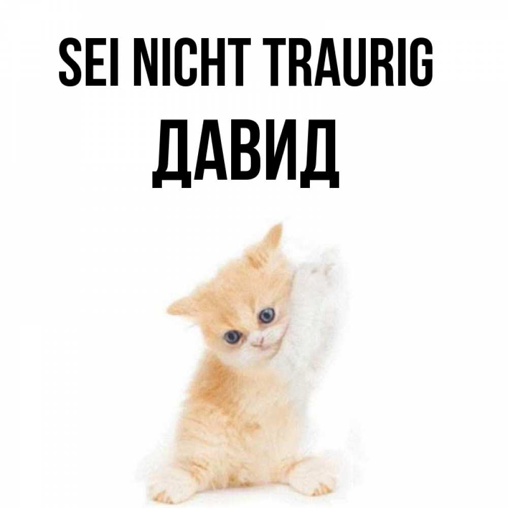 Открытка на каждый день с именем, Давид Sei nicht traurig просящий кот Прикольная открытка с пожеланием онлайн скачать бесплатно 