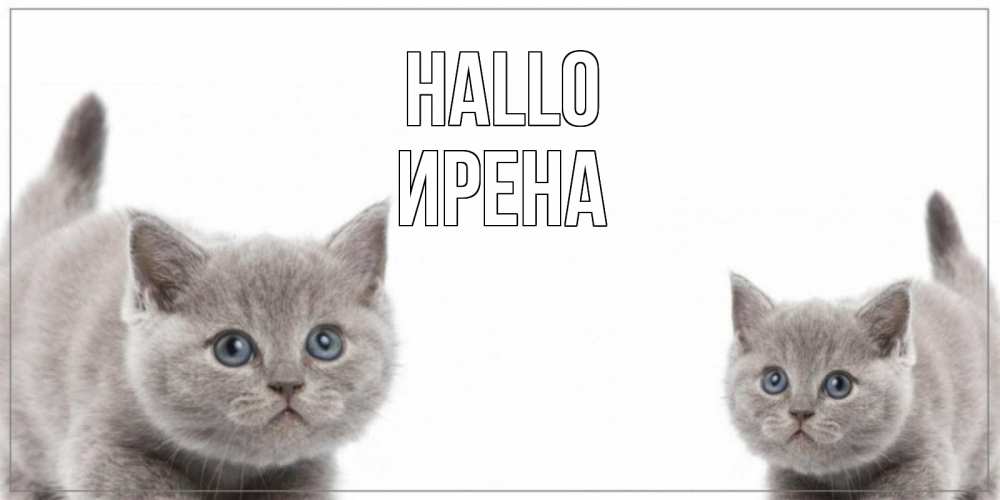 Открытка на каждый день с именем, Ирена Hallo коты Прикольная открытка с пожеланием онлайн скачать бесплатно 