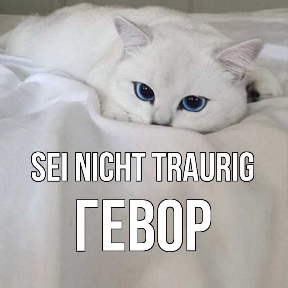 Открытка на каждый день с именем, Гевор Sei nicht traurig белый кот с голубыми глазами на белоснежной кровати Прикольная открытка с пожеланием онлайн скачать бесплатно 